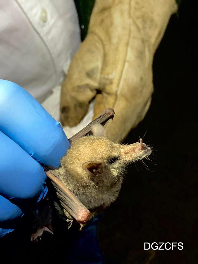 Detectan murciélagos en Zoológico de Chapultepec