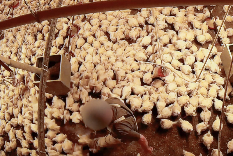 Revelan matanzas ilegales de pollos en Alemania 