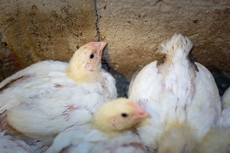 Revelan matanzas ilegales de pollos en Alemania 