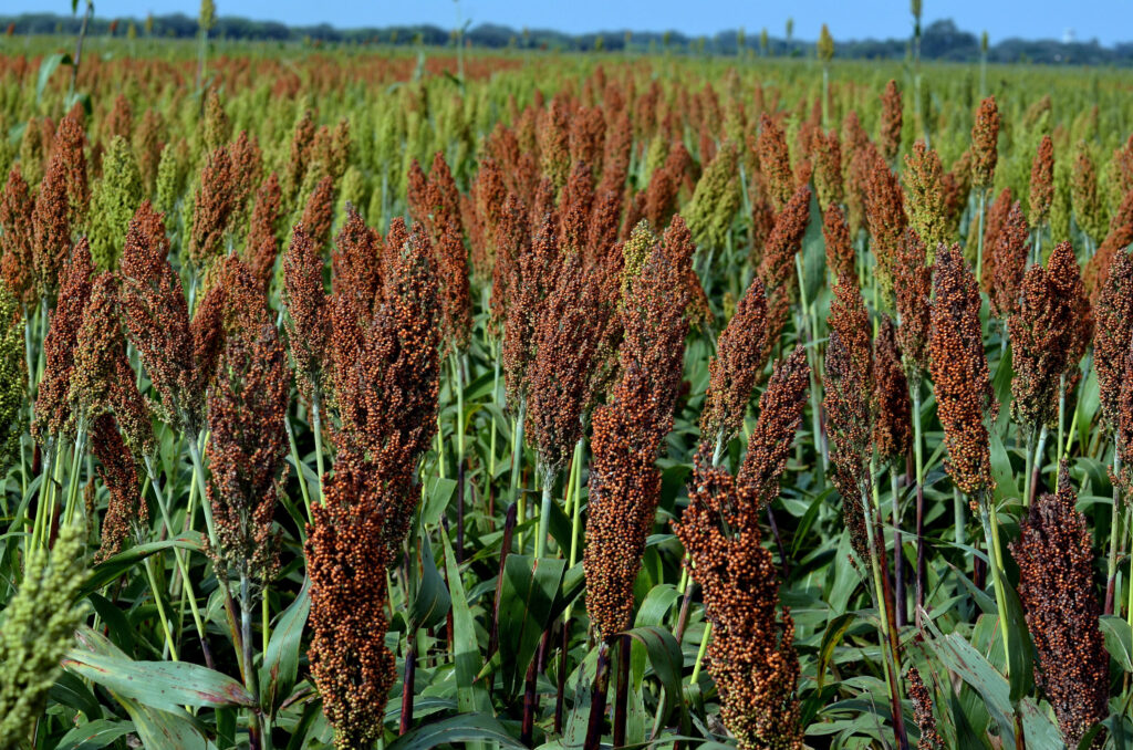 Vinculan a productores de sorgo con mercado chino