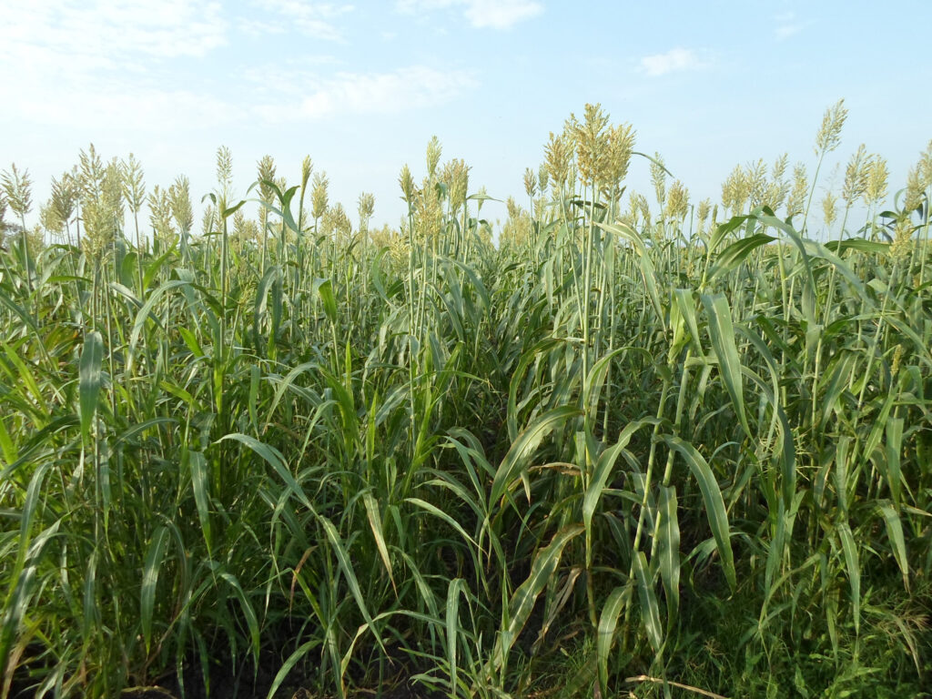 Vinculan a productores de sorgo con mercado chino