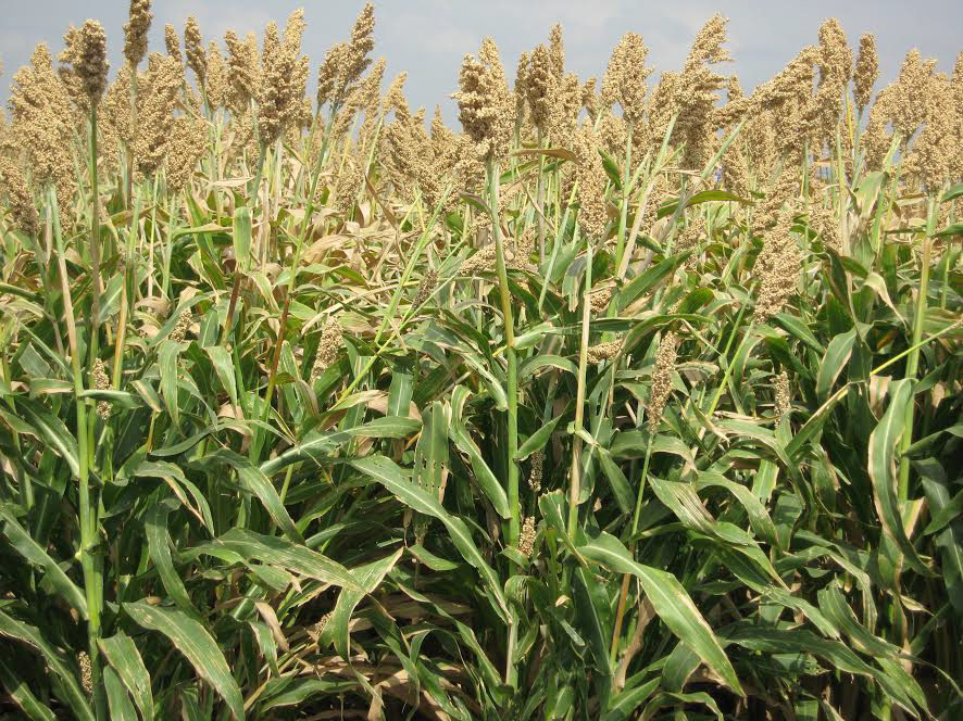 Vinculan a productores de sorgo con mercado chino