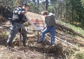 Combaten tala ilegal en Reserva de Mariposa Monarca 
