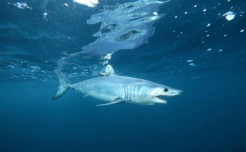 Buscan proteger tiburón mako y pepino de mar en México