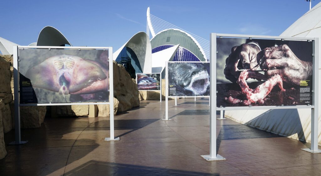 Expone estudiante fotografías de tiburones en Europa