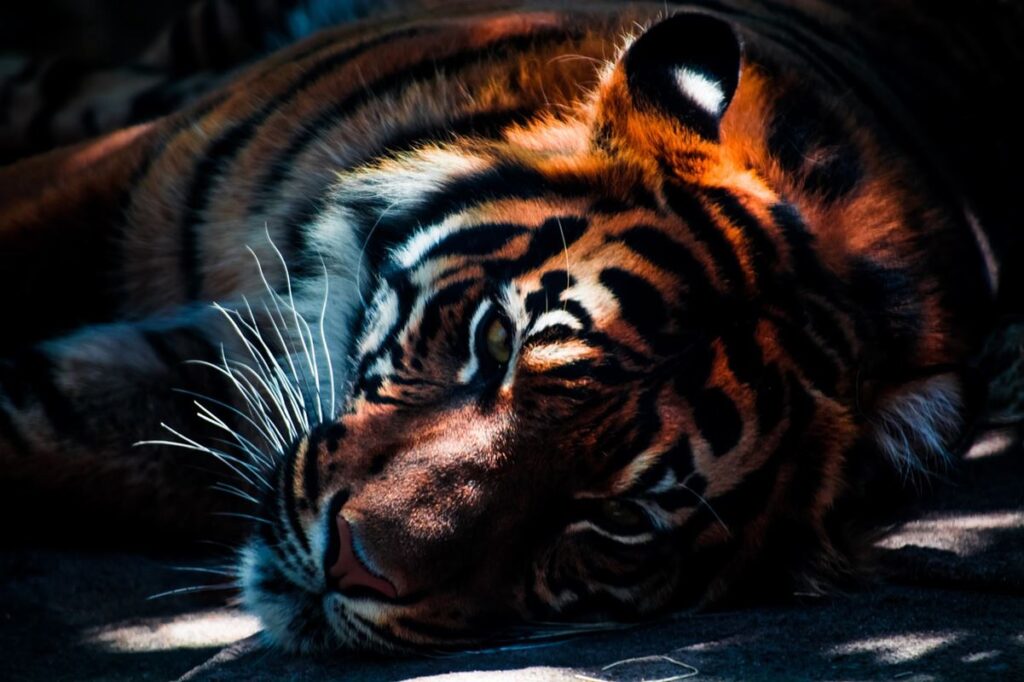 Sólo quedan 200 tigres salvajes de Malasia