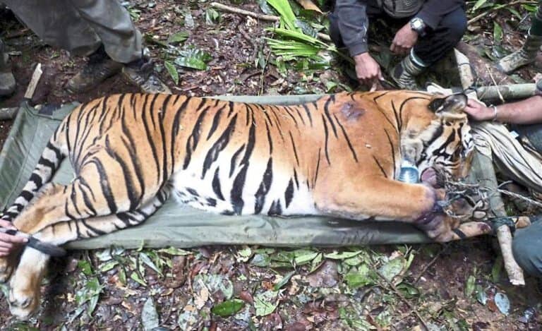 Sólo quedan 200 tigres salvajes de Malasia
