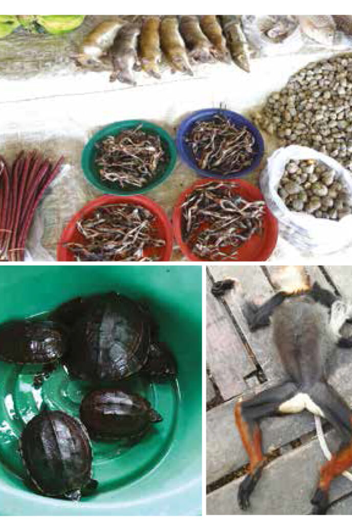 Aduanas de China y Laos combatirán tráfico de animales
