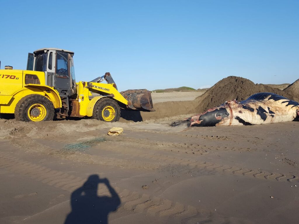 Atienden varamiento de  ballena muerta en Bahía de Altata 