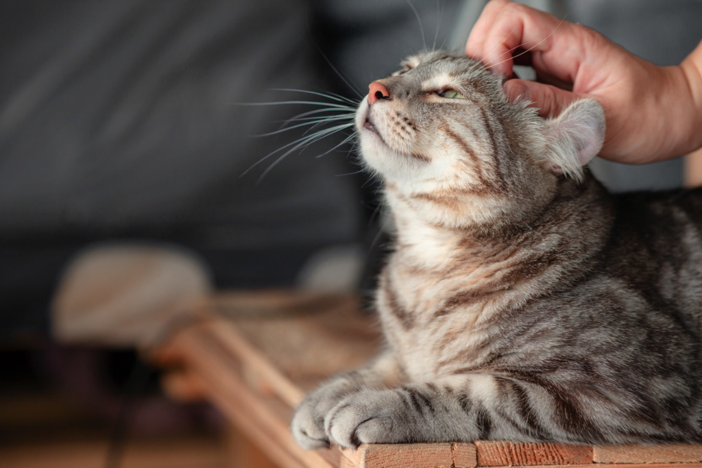 8 razones para elegir a un gato como animal de compañía