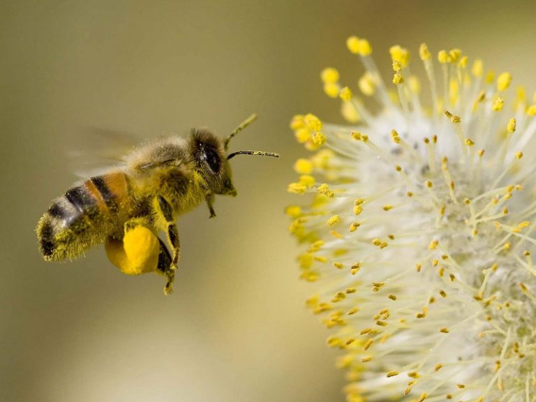 De alto impacto ambiental actividad de las abejas