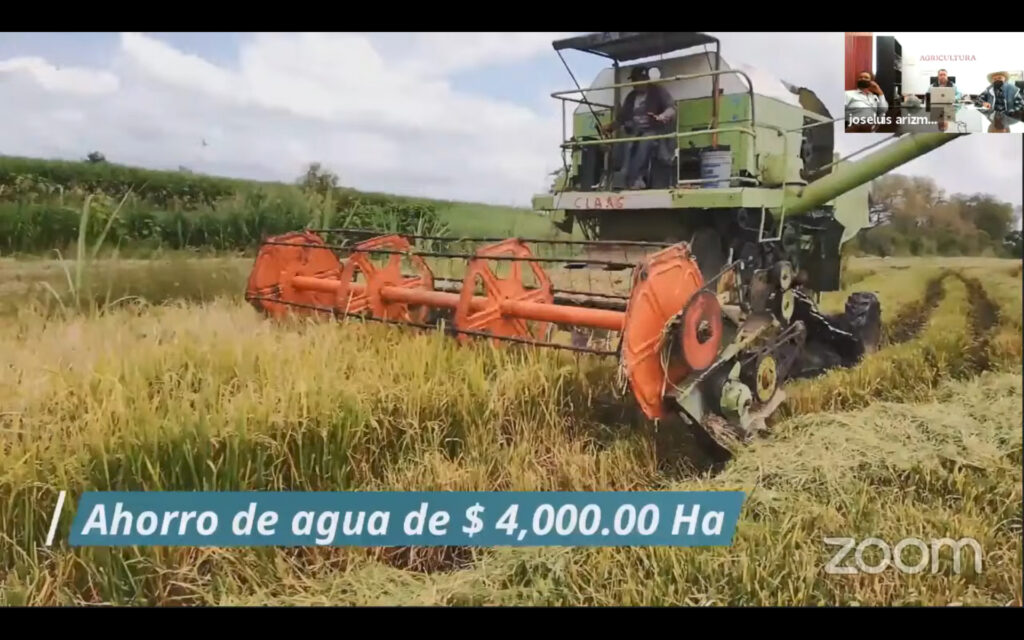 Impulsan producción de arroz en Morelos 