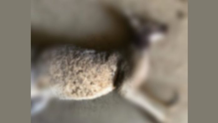 Demandarán a Zoo de Monterrey por muerte de canguros