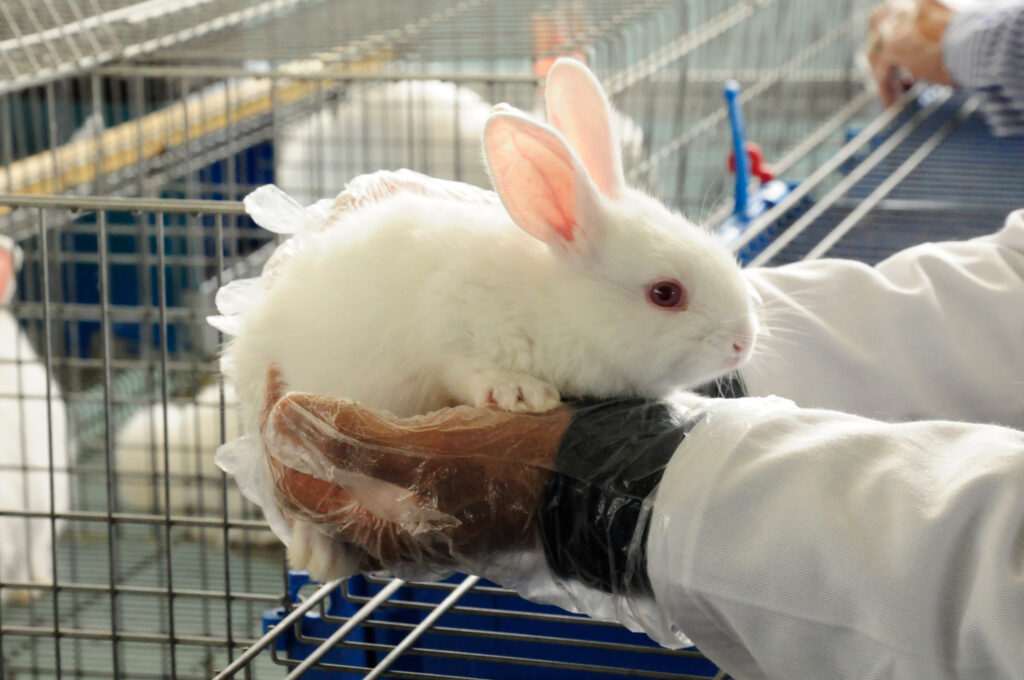 Más de seis mil conejos vacunados: Agricultura
