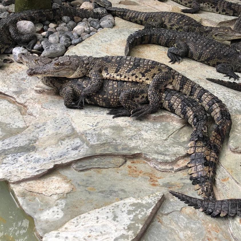 Secuestran cientos de animales en Croco Cun Zoo