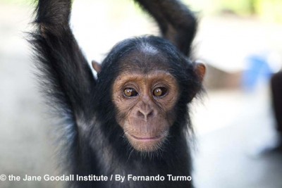 Instituto Jane Goodall rescata a Ebelle en Congo 