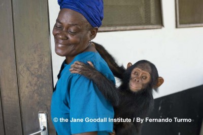 Instituto Jane Goodall rescata a Ebelle en Congo 
