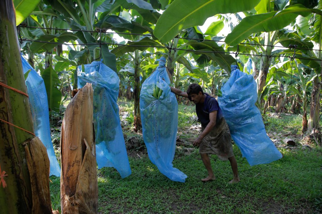 Celebran Año Internacional de las Frutas y Verduras 2021