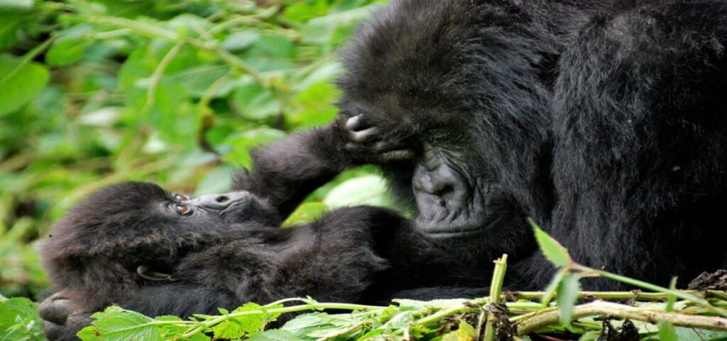 Proteger a los gorilas de montaña en el Congo 