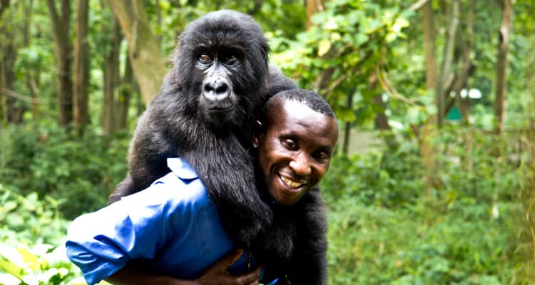 Proteger a los gorilas de montaña en el Congo 