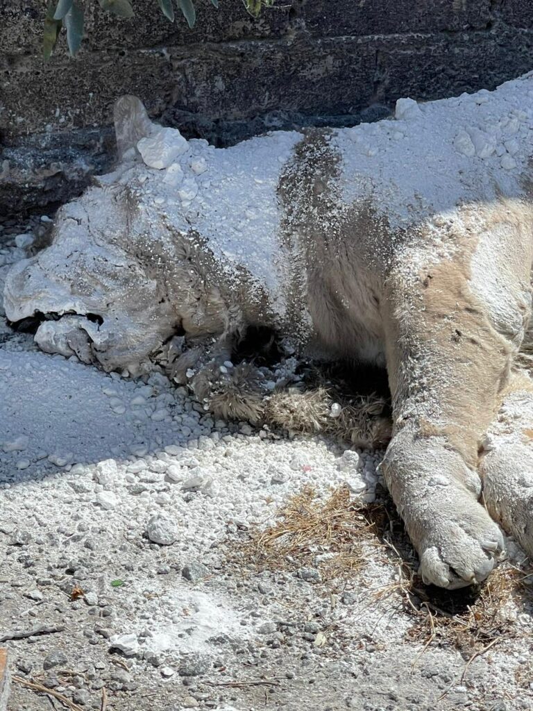 Resguardan cadáver de león encontrado en Iztapalapa