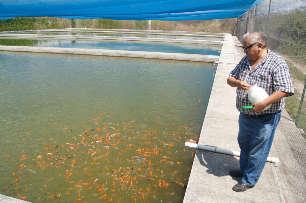Produce México más de 20 millones de peces de ornato 