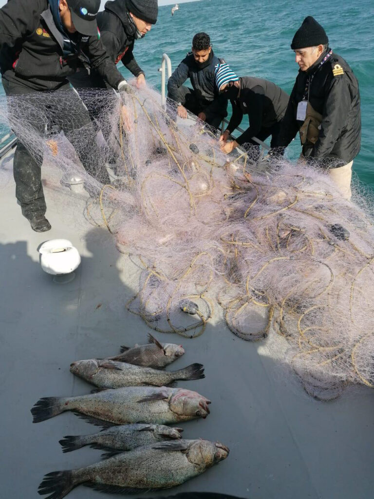 Aseguran más de 35 toneladas de producto pesquero 