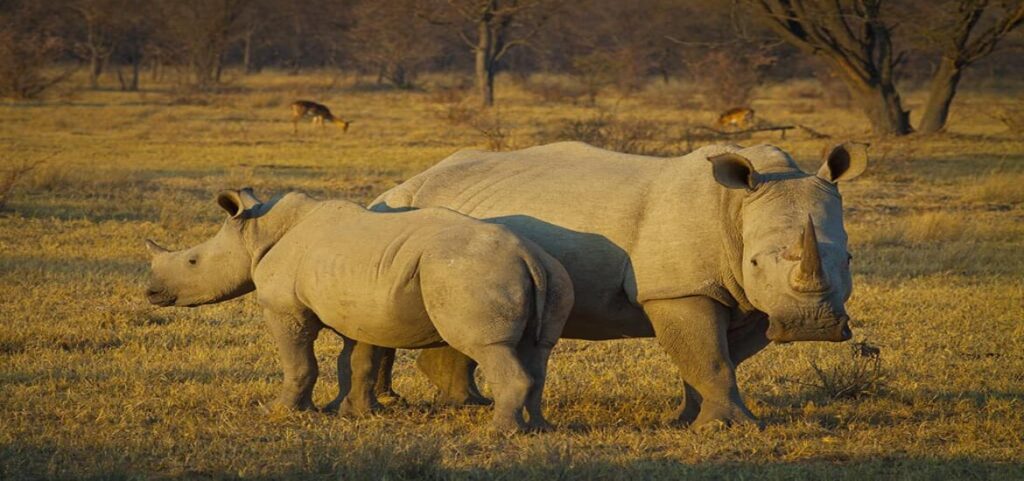 Un rayo de esperanza para los rinocerontes blancos 