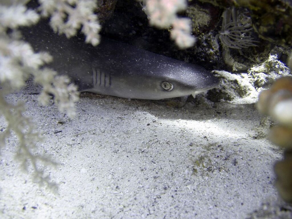Población de tiburones y rayas se desplomó más del 70%