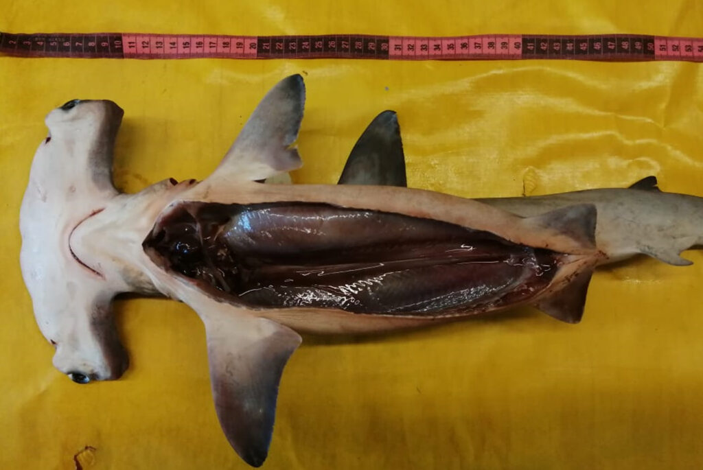 Disminuyen tiburones y rayas pese a conservación