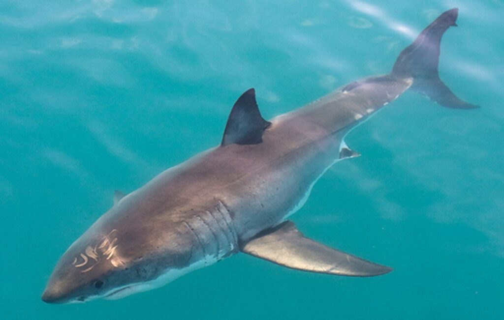 Crisis climática envía a tiburones blancos a nuevas aguas