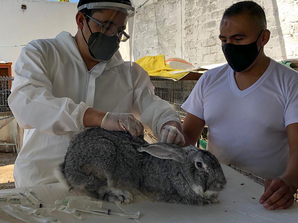 Vacunan más de 45 mil conejos contra fiebre hemorrágica 