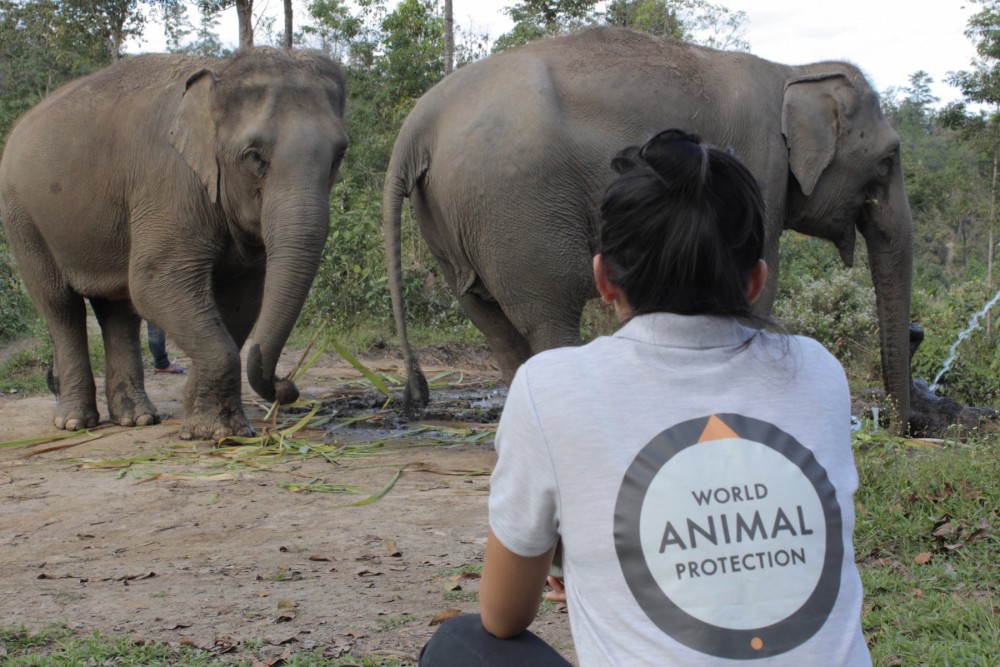 Conoce a Dee y su lucha por los elefantes en Tailandia