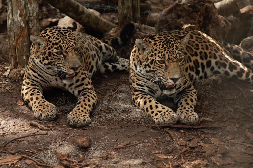 Liberan dos jaguares hembra en su hábitat natural