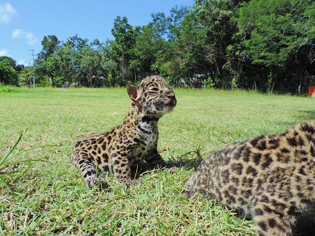 Liberan dos jaguares hembra en su hábitat natural