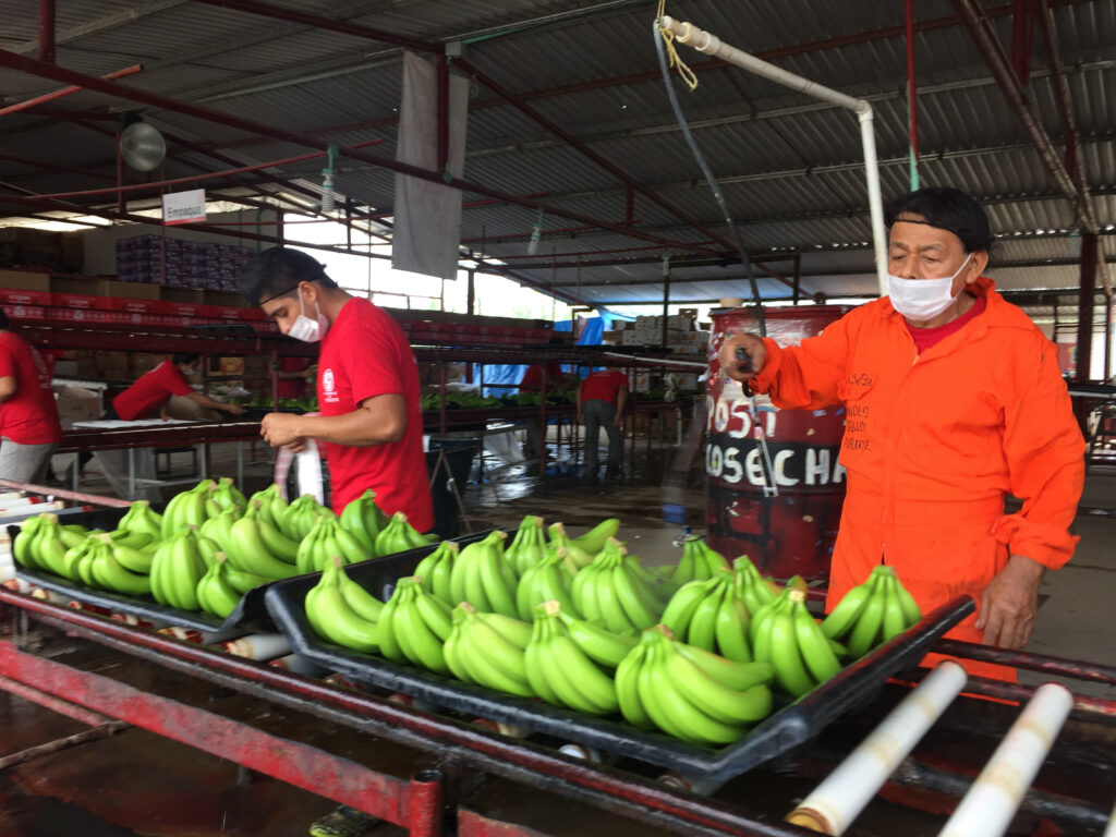 Aumentó 2.9 por ciento producción de plátano en 2020