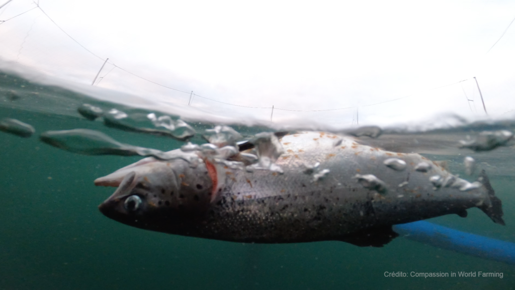 México consume salmón escocés infestado de piojos