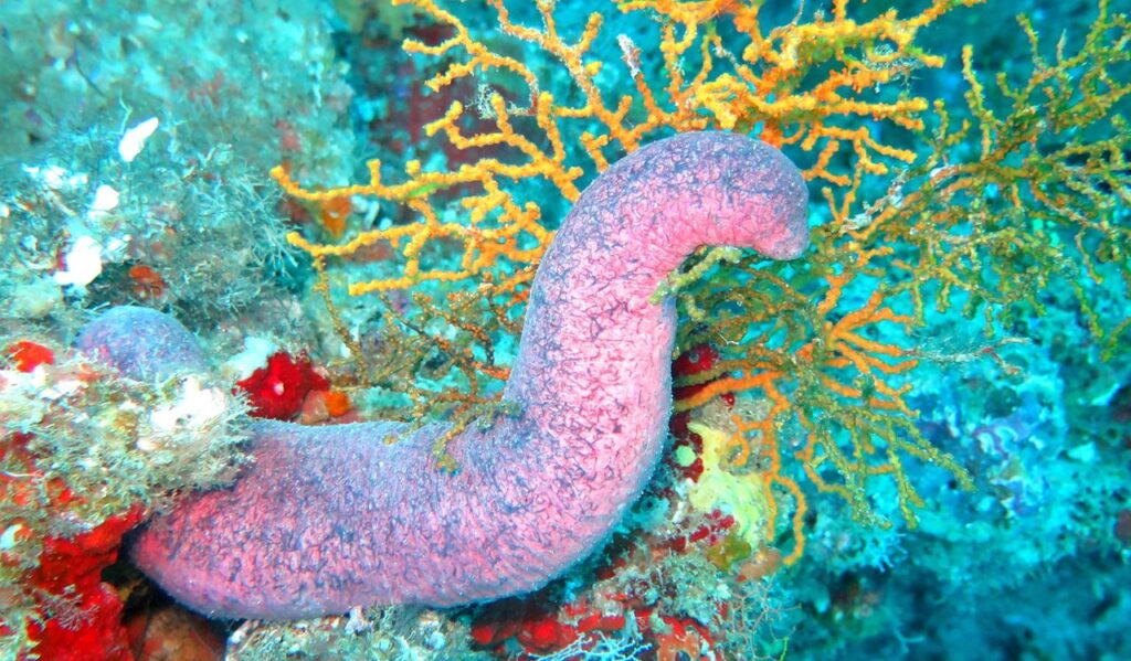Algunos corales mutan para sobrevivir al cambio climático 