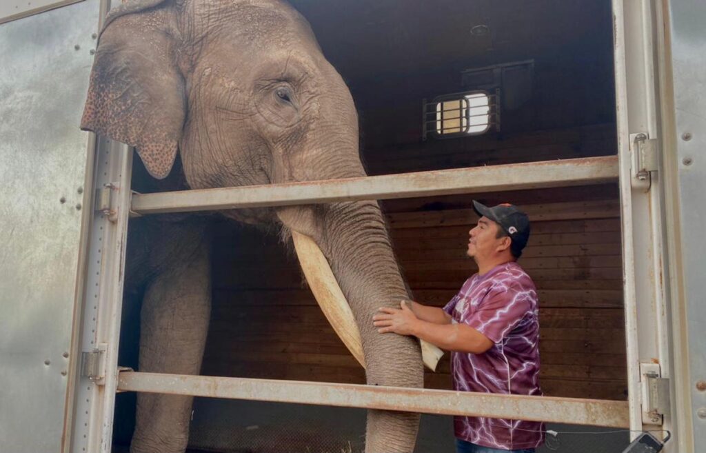 Azcarm se suma al rescate del elefante Big Boy