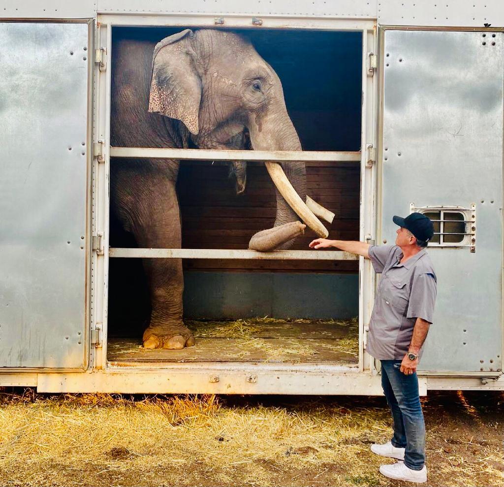 El elefante Big Boy comienza una nueva vida en Culiacán 