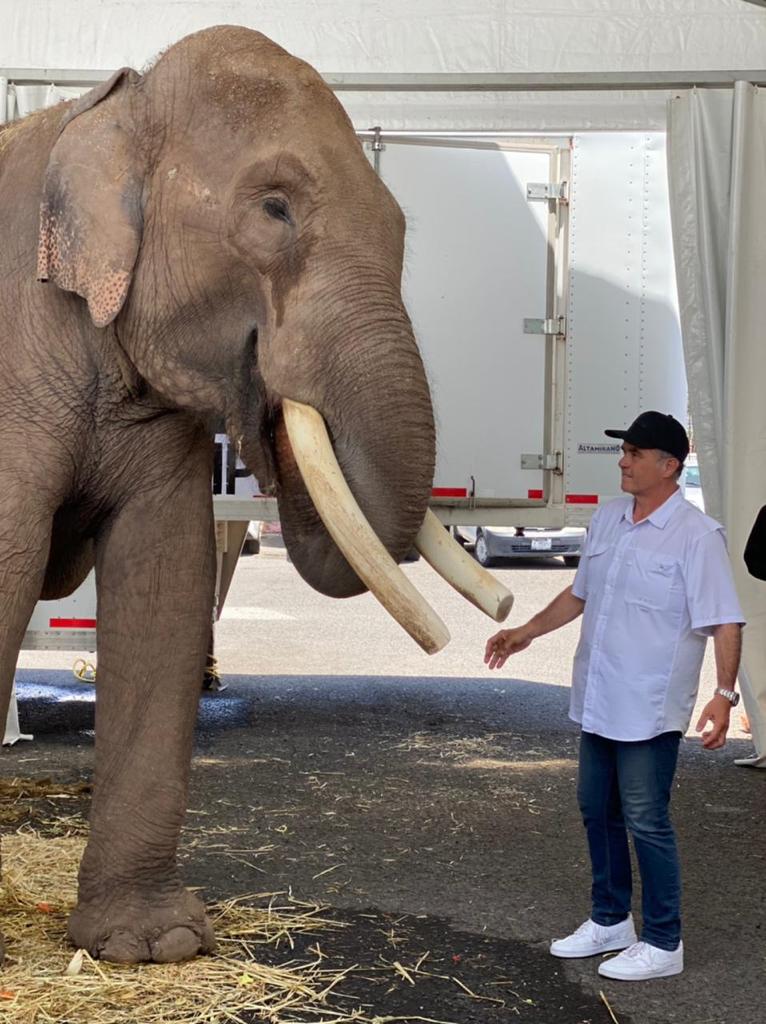 El elefante Big Boy comienza una nueva vida en Culiacán 