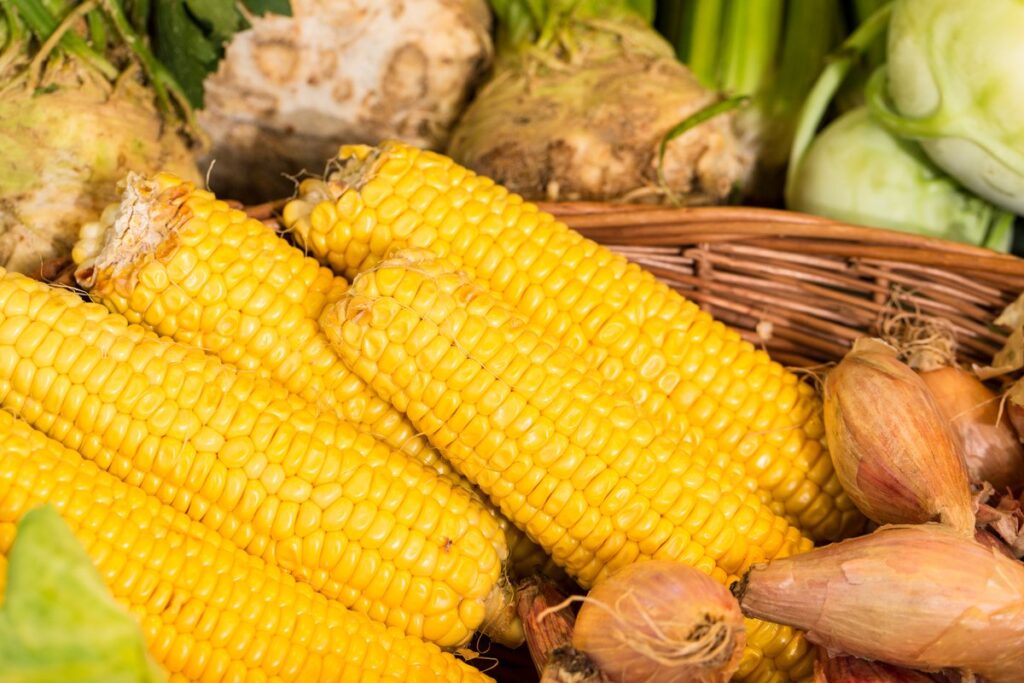 Exhortan mantener Medida contra maíz transgénico