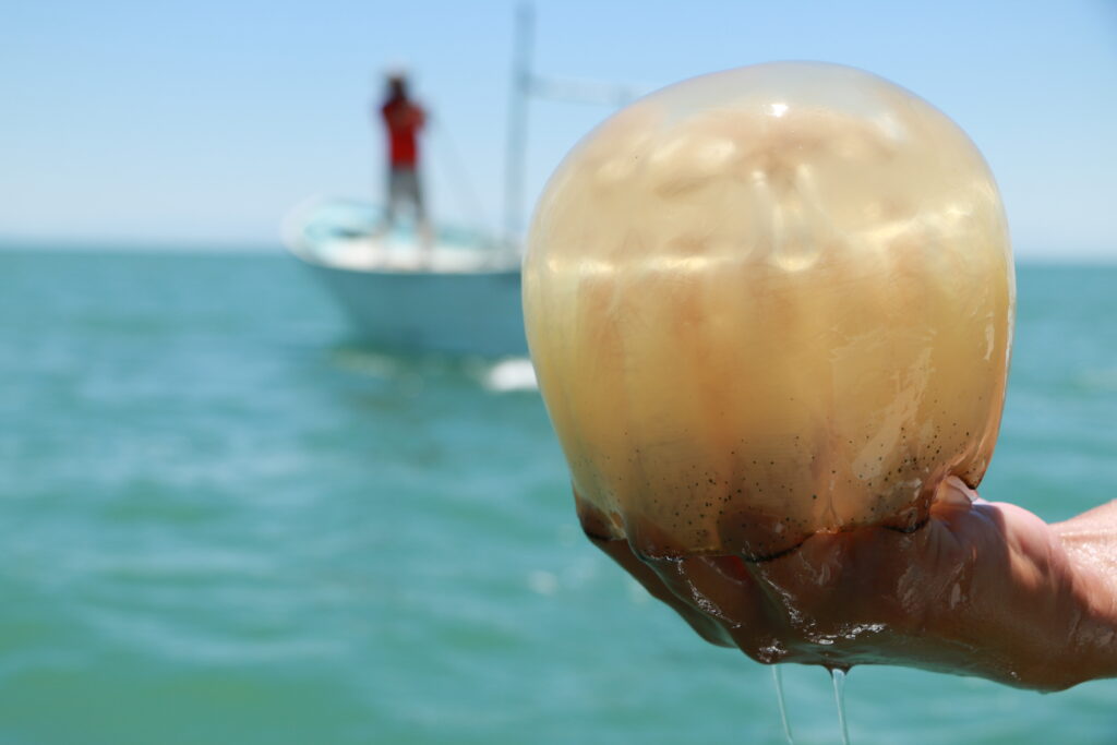 Abren pesquería de medusa bola de cañón 