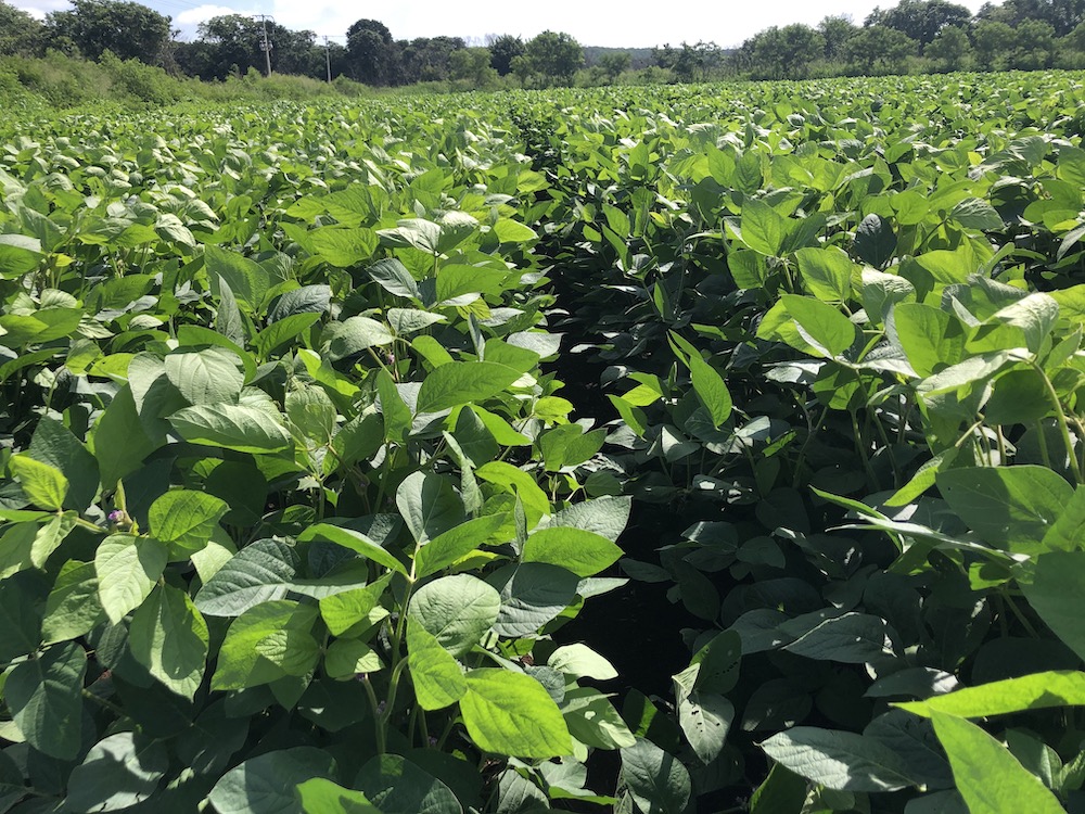 Supera soya del INIFAP a las transgénicas