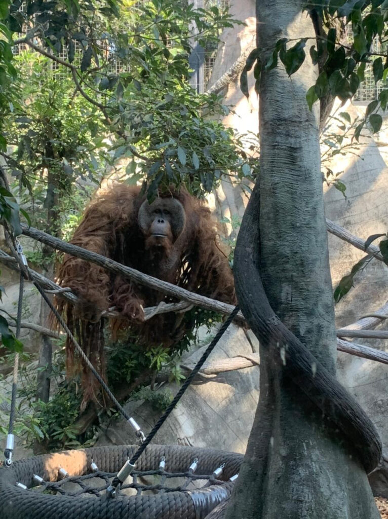 Se mejorará albergue del orangután Toto en Chapultepec 