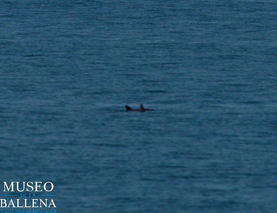 Sólo quedan 10 ejemplares de vaquita marina en México