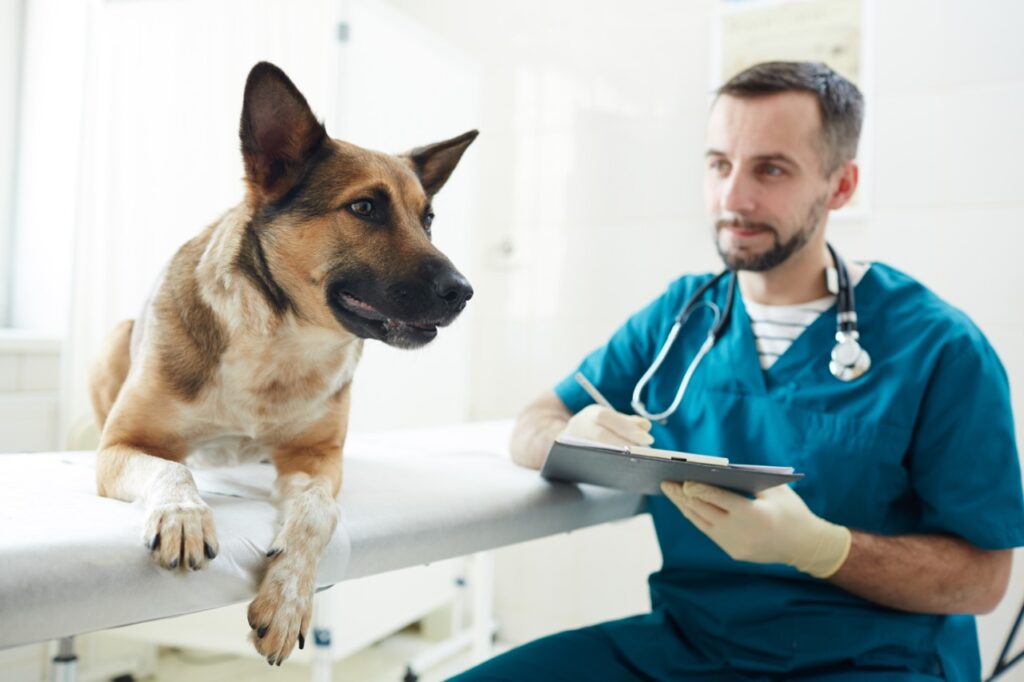 Lo que tienes que saber de las visitas al veterinario