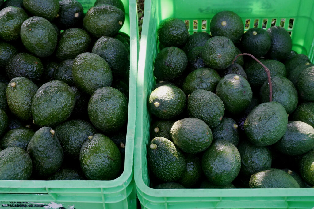 Garantizan producción de aguacate para consumo 