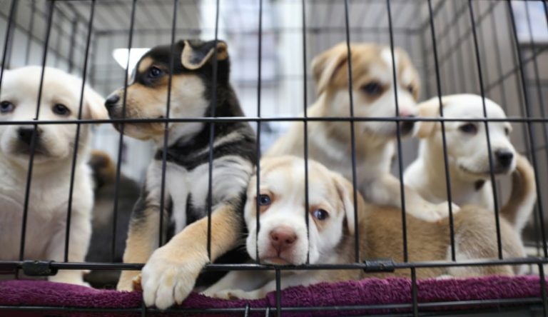 NY analiza prohibir la venta de mascotas en tiendas