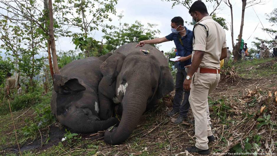 Un rayo causa muerte de 18 elefantes en India